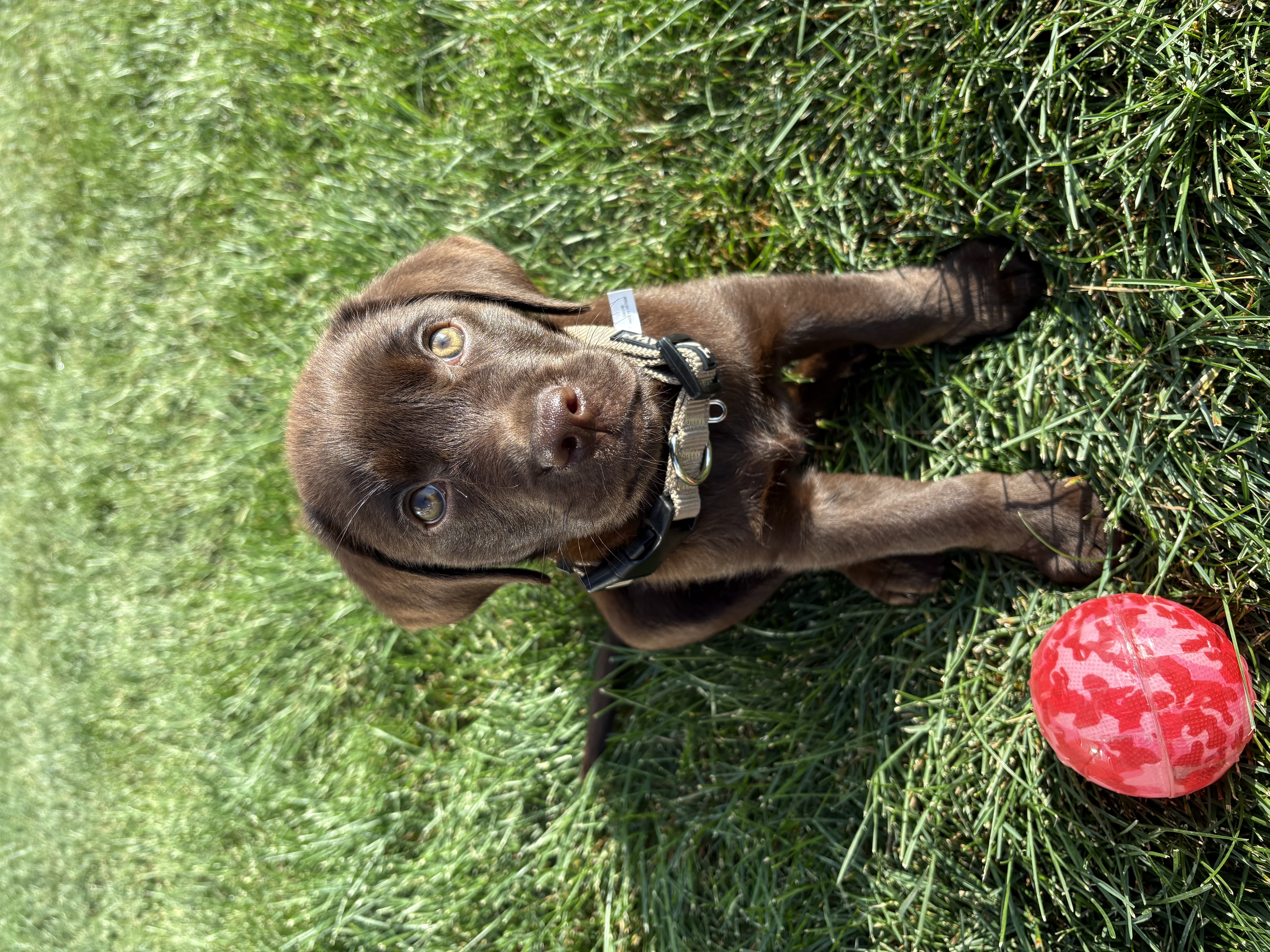 Beloved dog