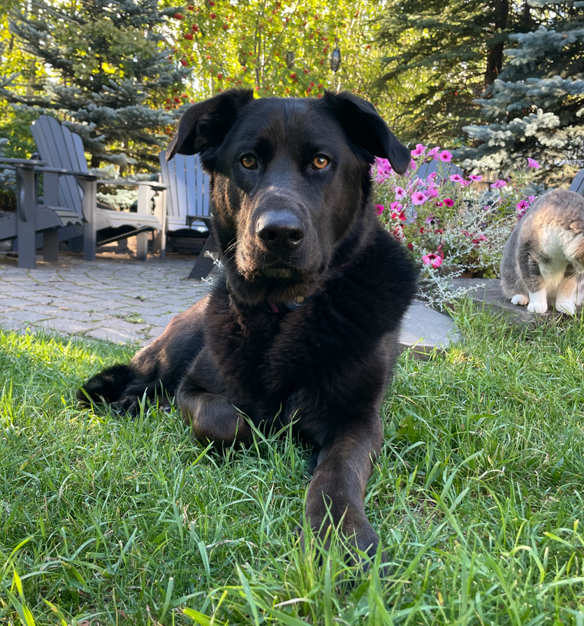 Happy pet bubble